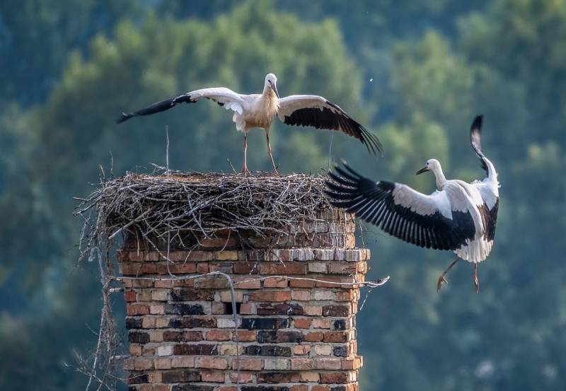 Professional Chimney Animal Removal Services in Ferndale, Maryland