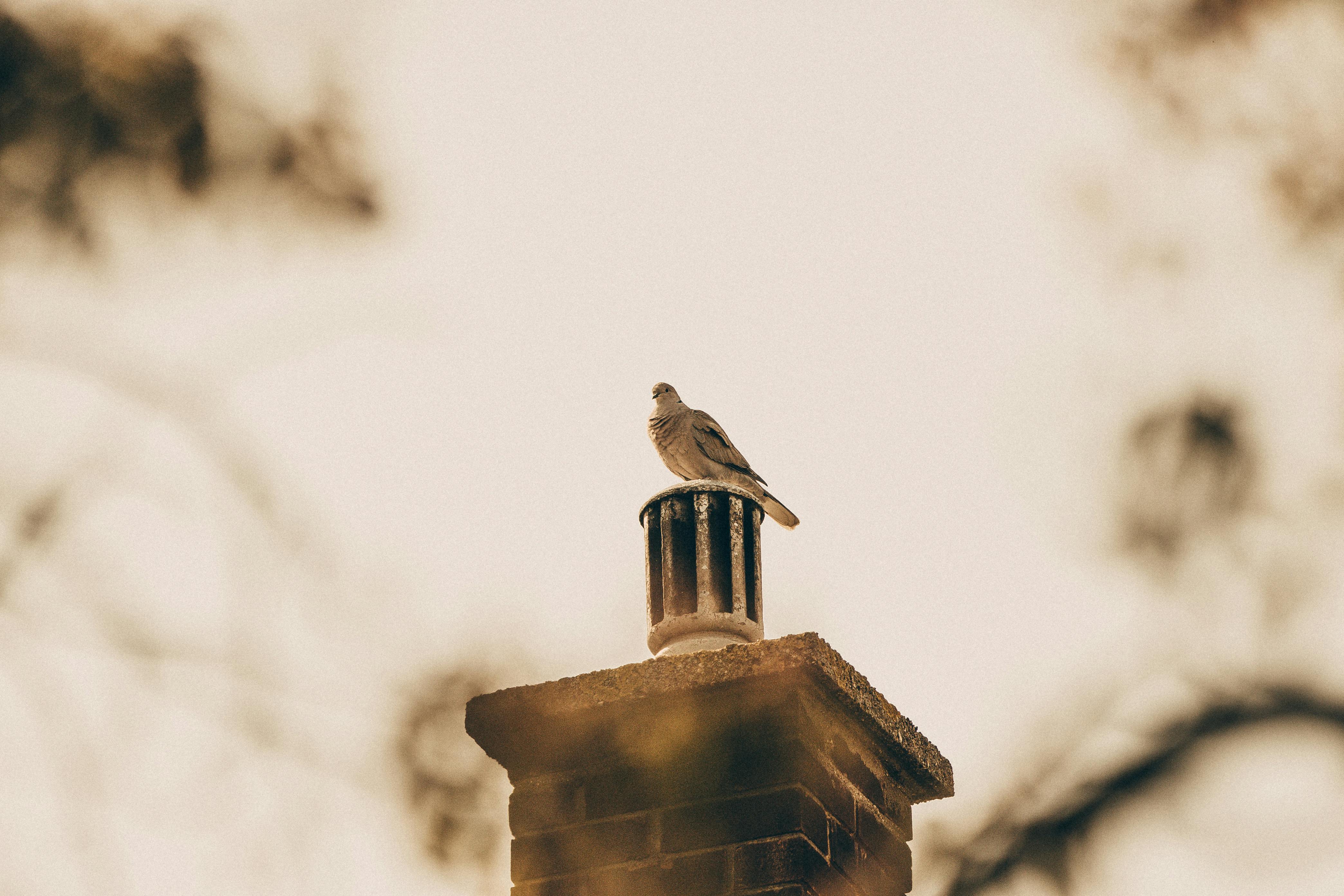 Expert Chimney Cap Installation in Ferndale, Maryland
